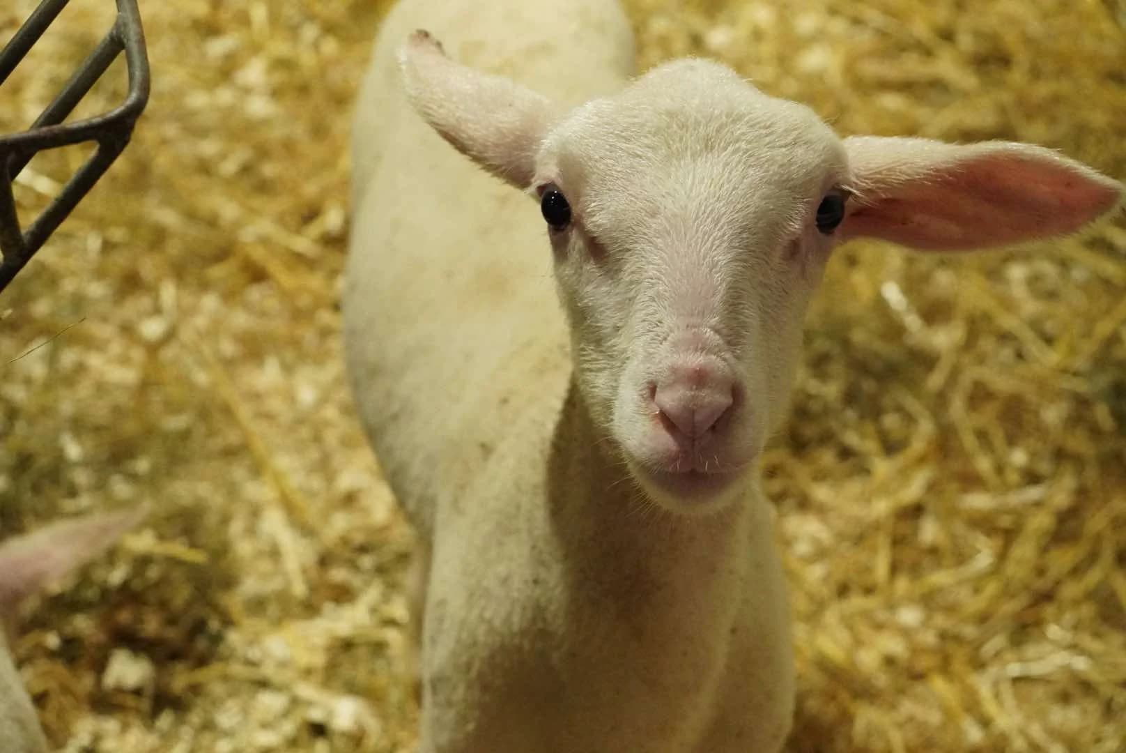 A curious lamb in the straw